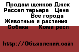 Продам щенков Джек Рассел терьера › Цена ­ 25 000 - Все города Животные и растения » Собаки   . Коми респ.